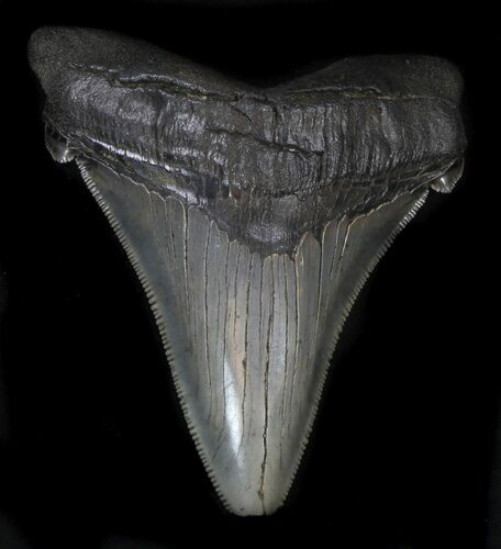 Huge Angustidens Tooth - Megalodon Ancestor #34362